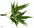 SpeciesSub: subsp. syriaca SpeciesSub: subsp. syriaca